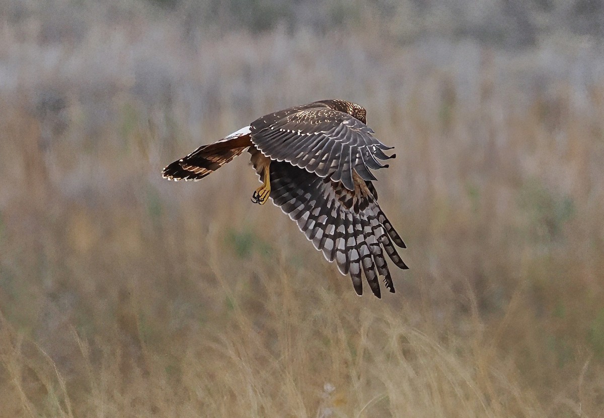 Northern Harrier - ML645136661