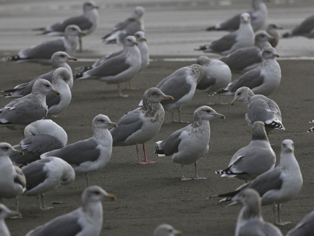 Kanadamöwe - ML645136666