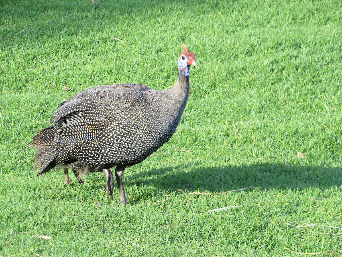 Helmeted Guineafowl - ML645136678