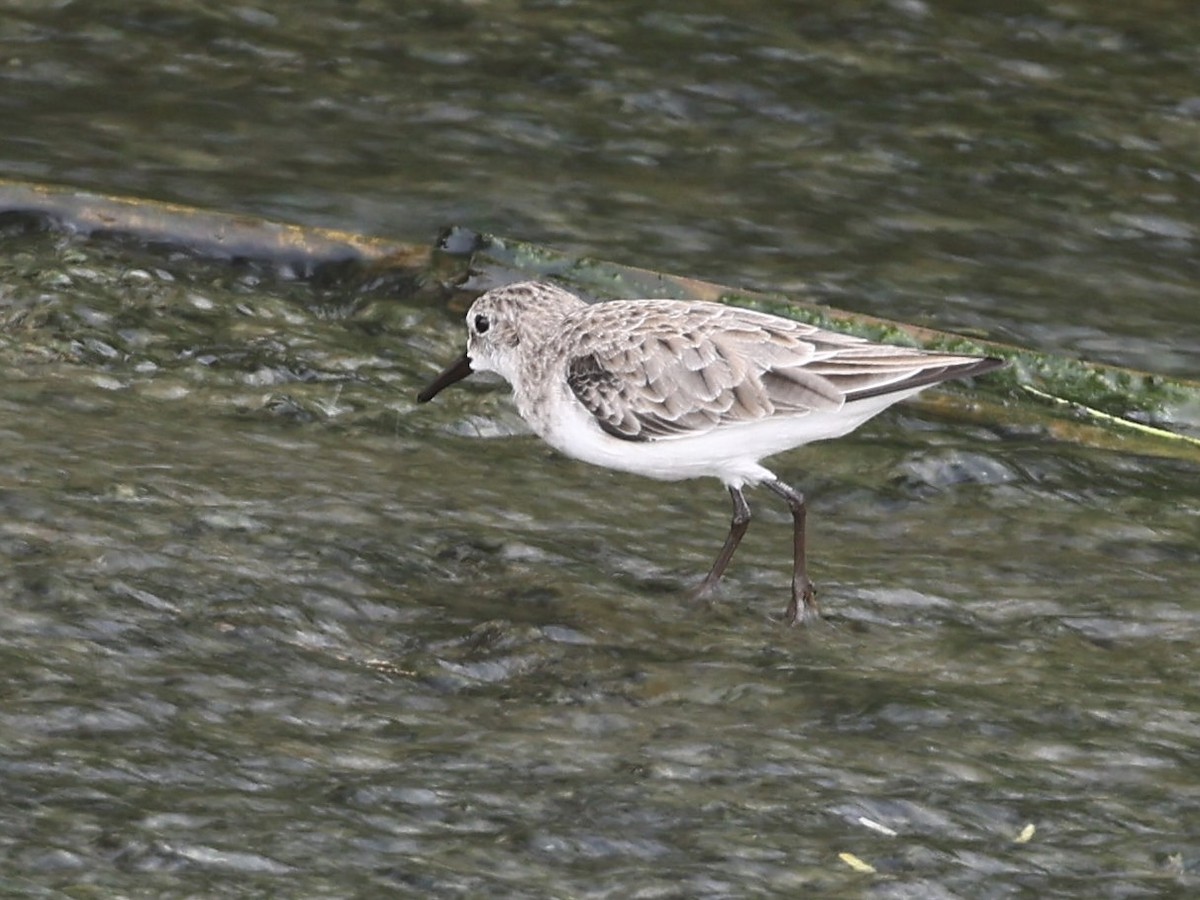 Little Stint - ML645136684