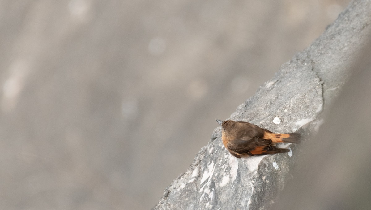 Cliff Flycatcher - ML645136692