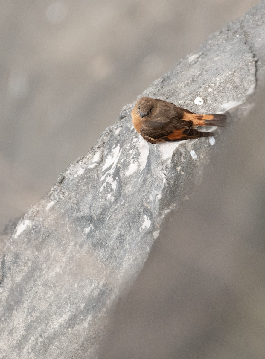 Cliff Flycatcher - ML645136693