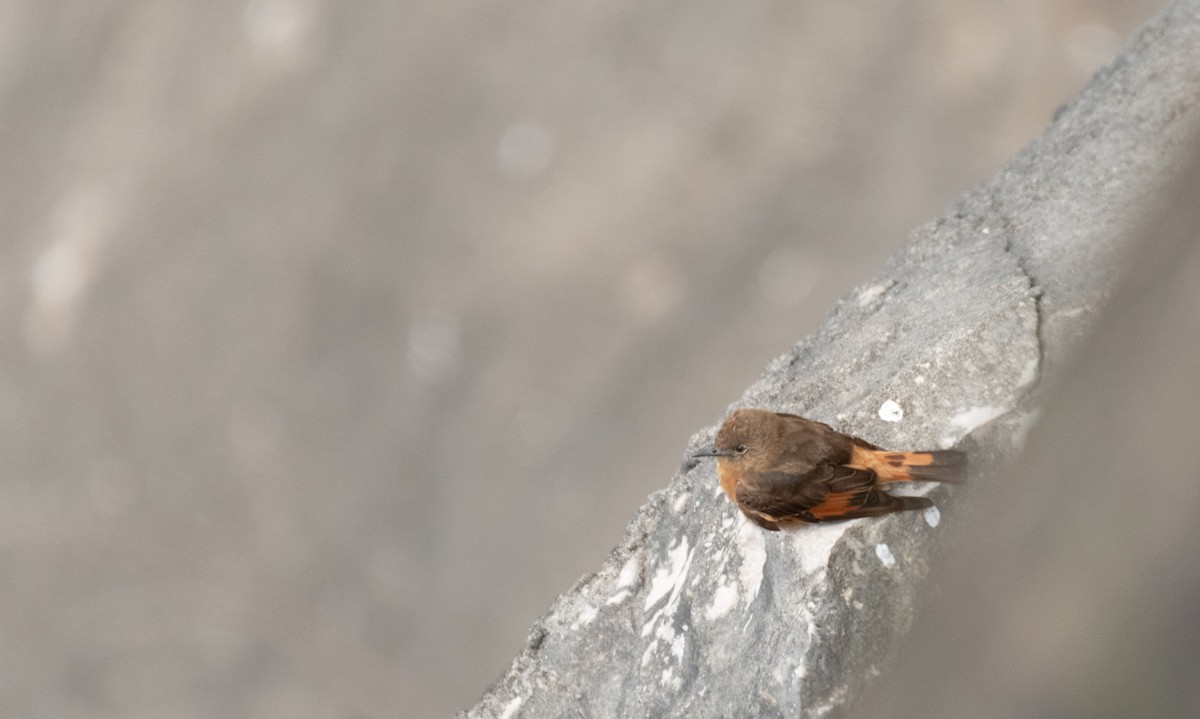 Cliff Flycatcher - ML645136694