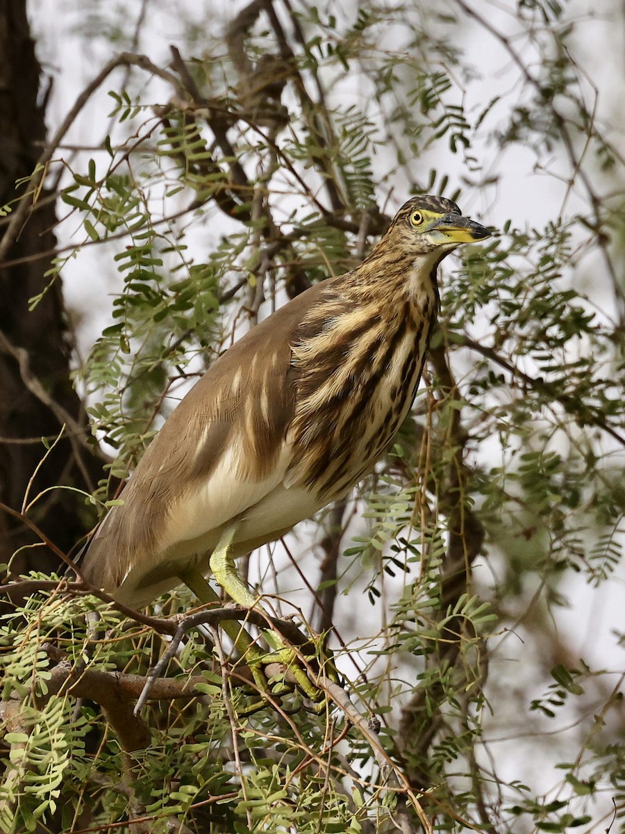 Индийская прудовая цапля - ML645136698