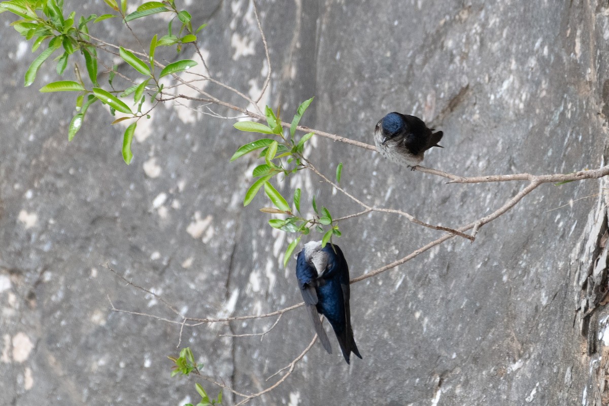 Blue-and-white Swallow - ML645136707