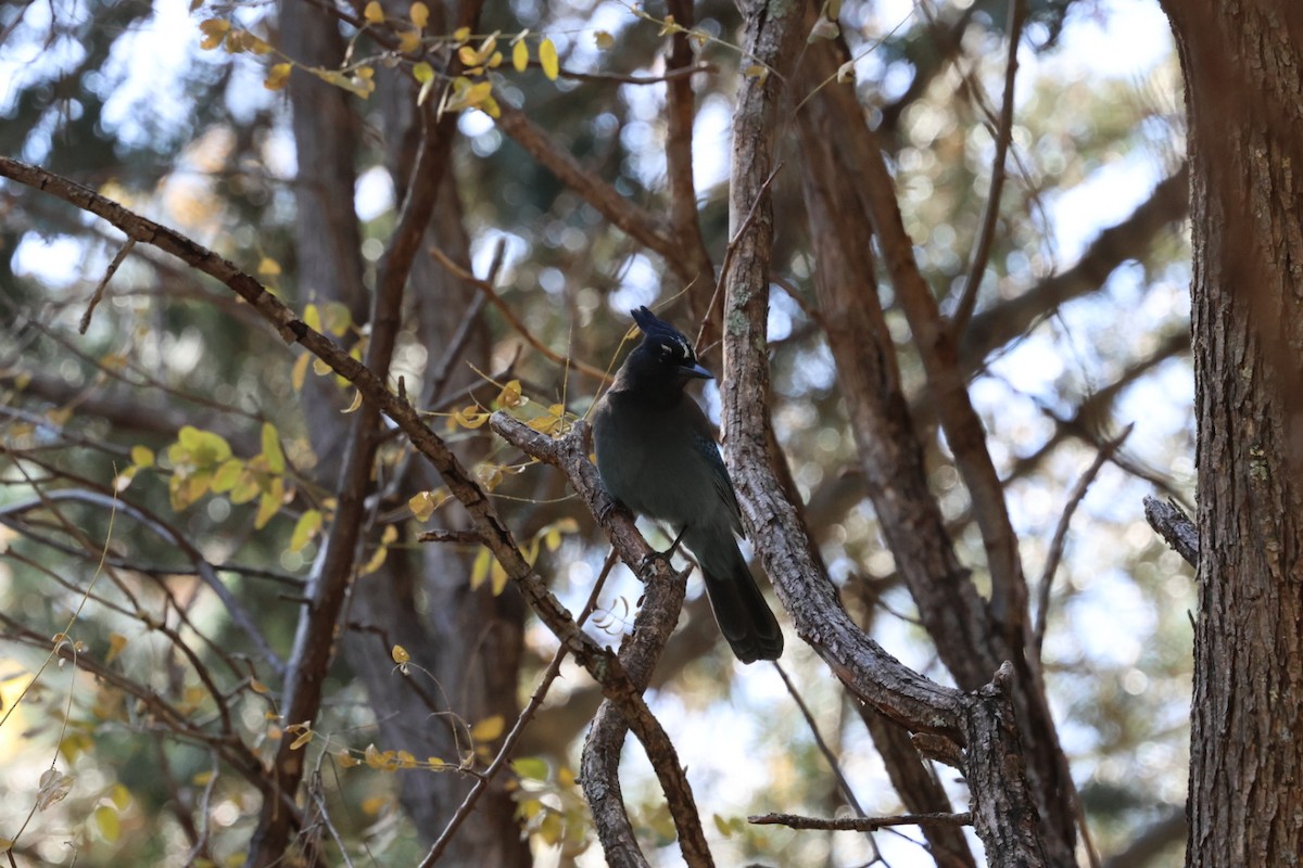 Steller's Jay - ML645136708