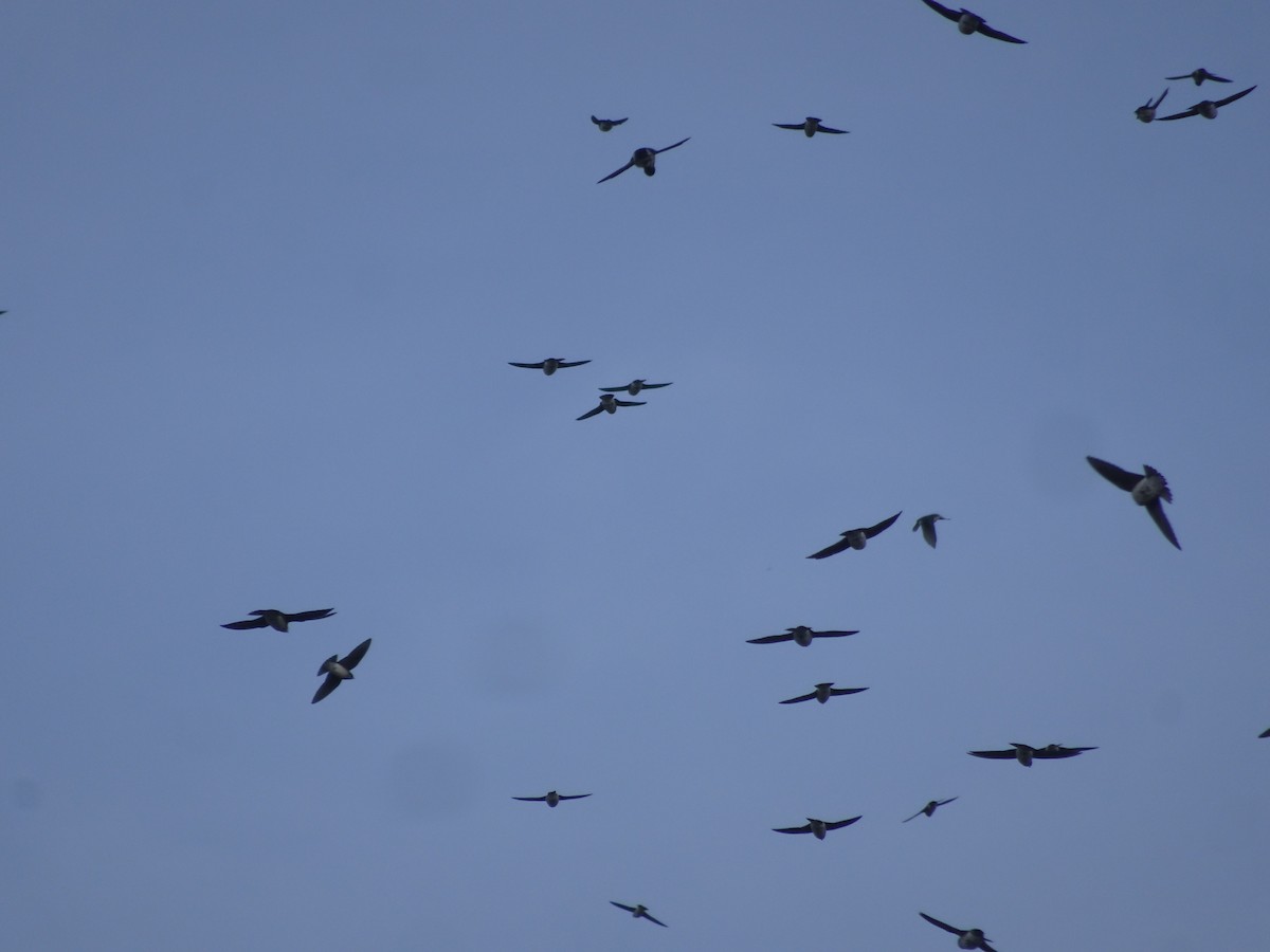 Tree Swallow - ML645136710