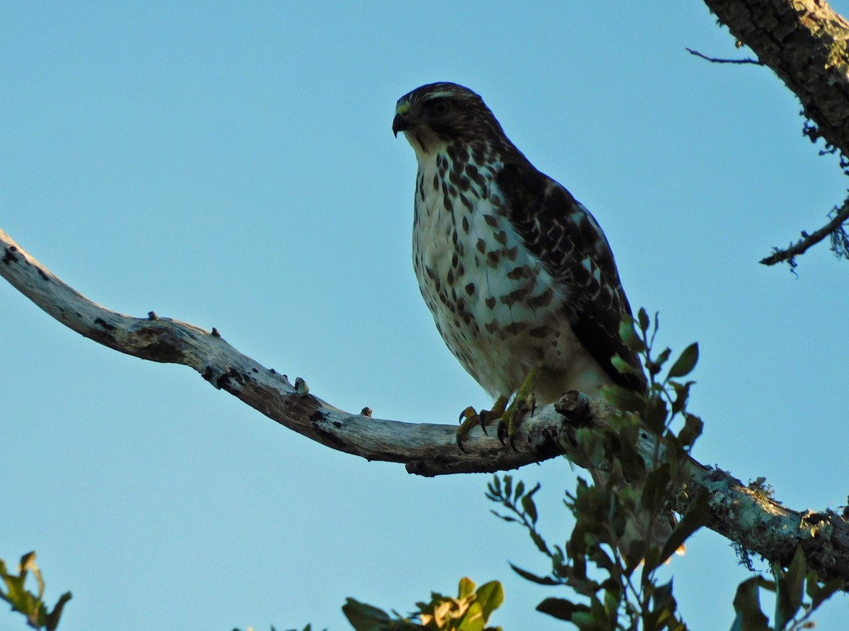 Broad-winged Hawk - ML645136731