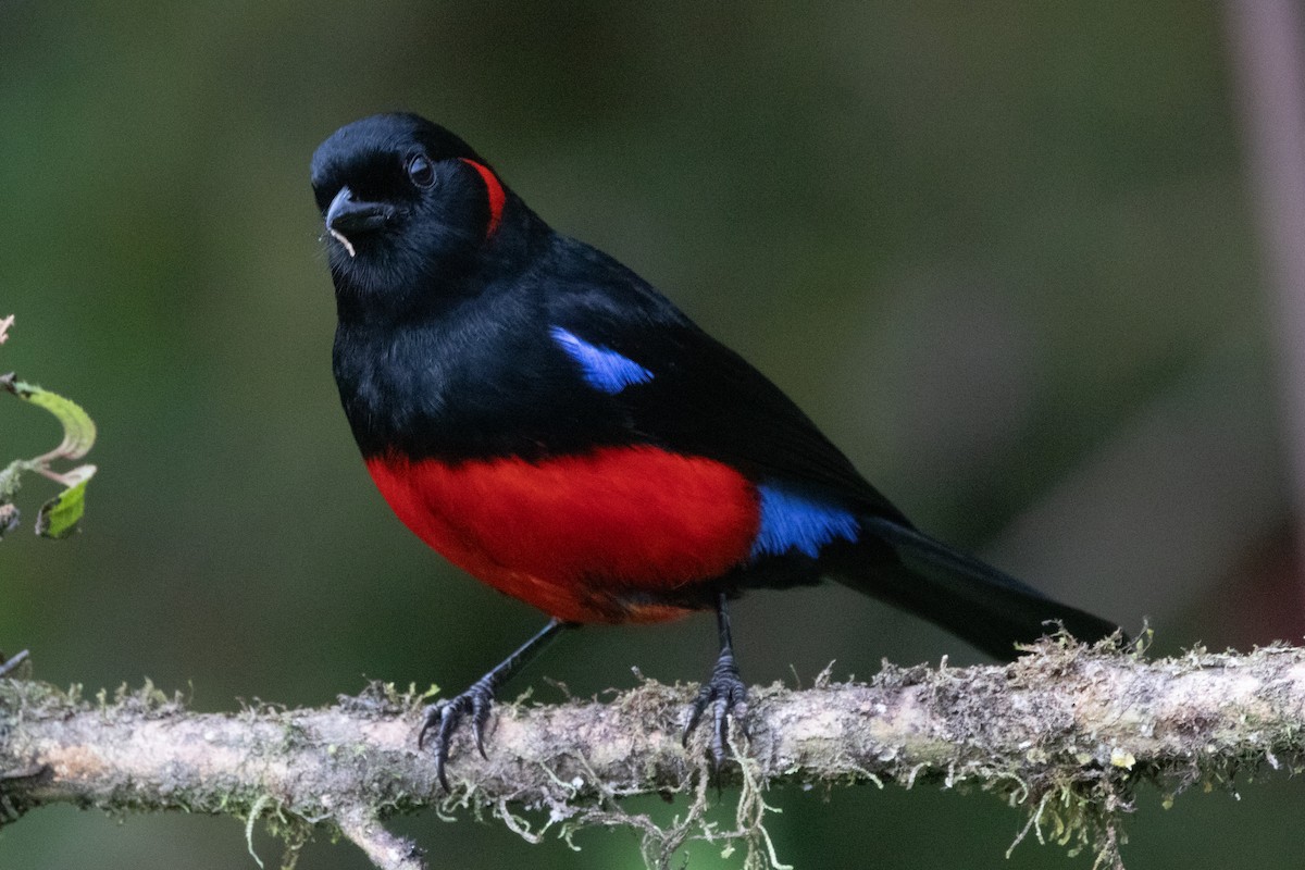 Scarlet-bellied Mountain Tanager - ML645136745