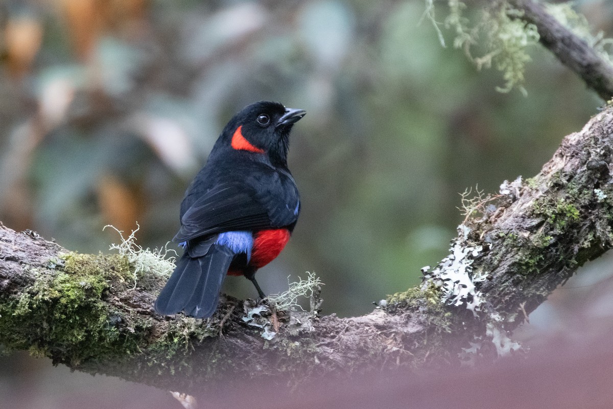 Scarlet-bellied Mountain Tanager - ML645136746
