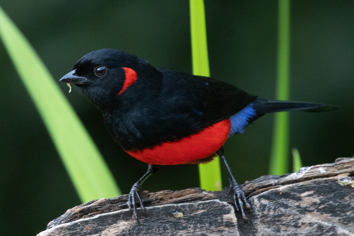 Scarlet-bellied Mountain Tanager - ML645136747