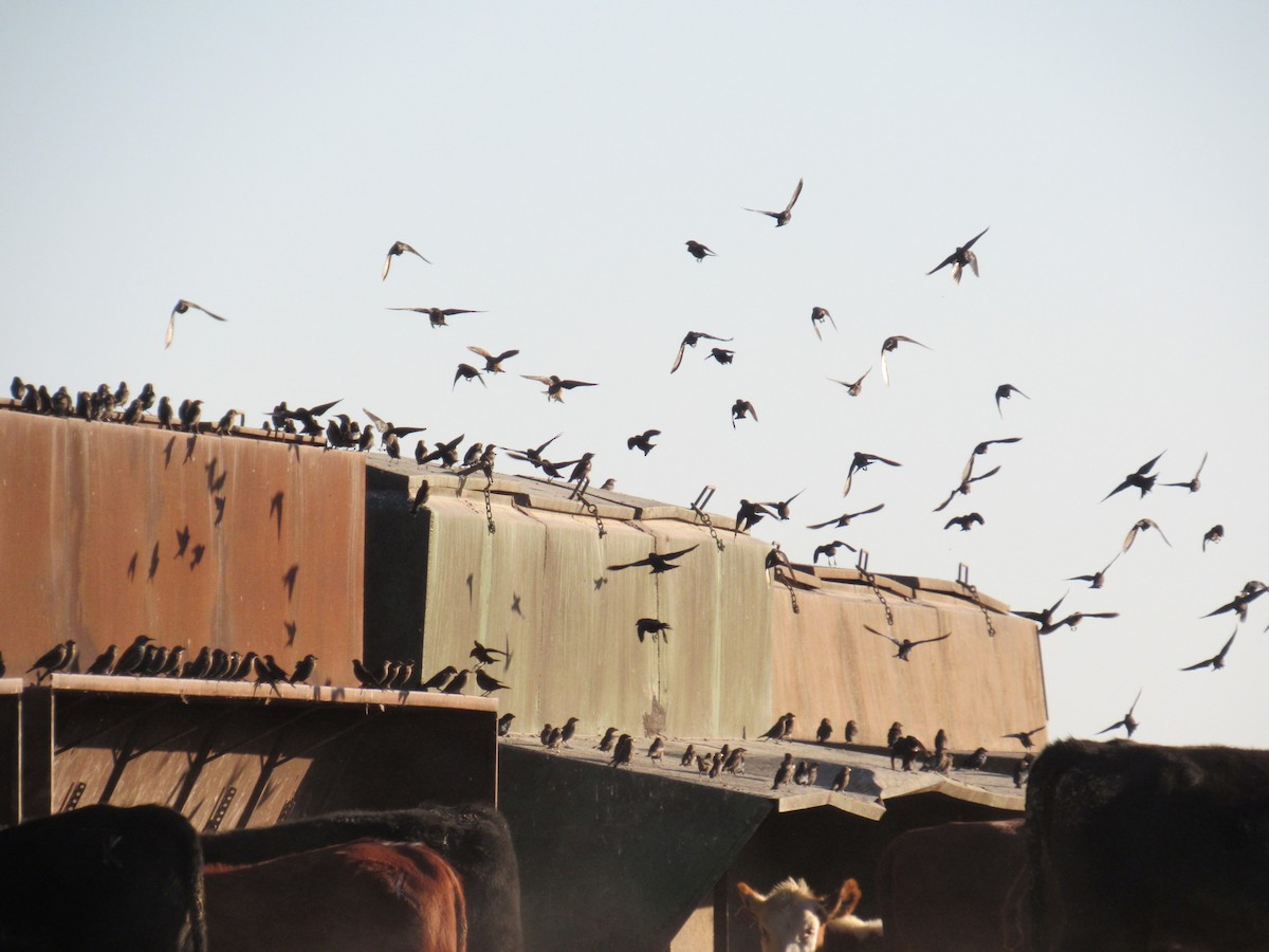 Brewer's Blackbird - ML645136750