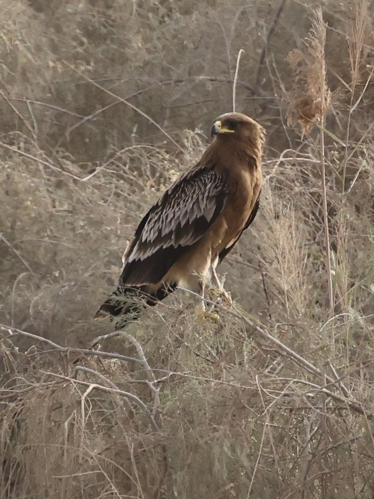 Imperial Eagle - ML645136751