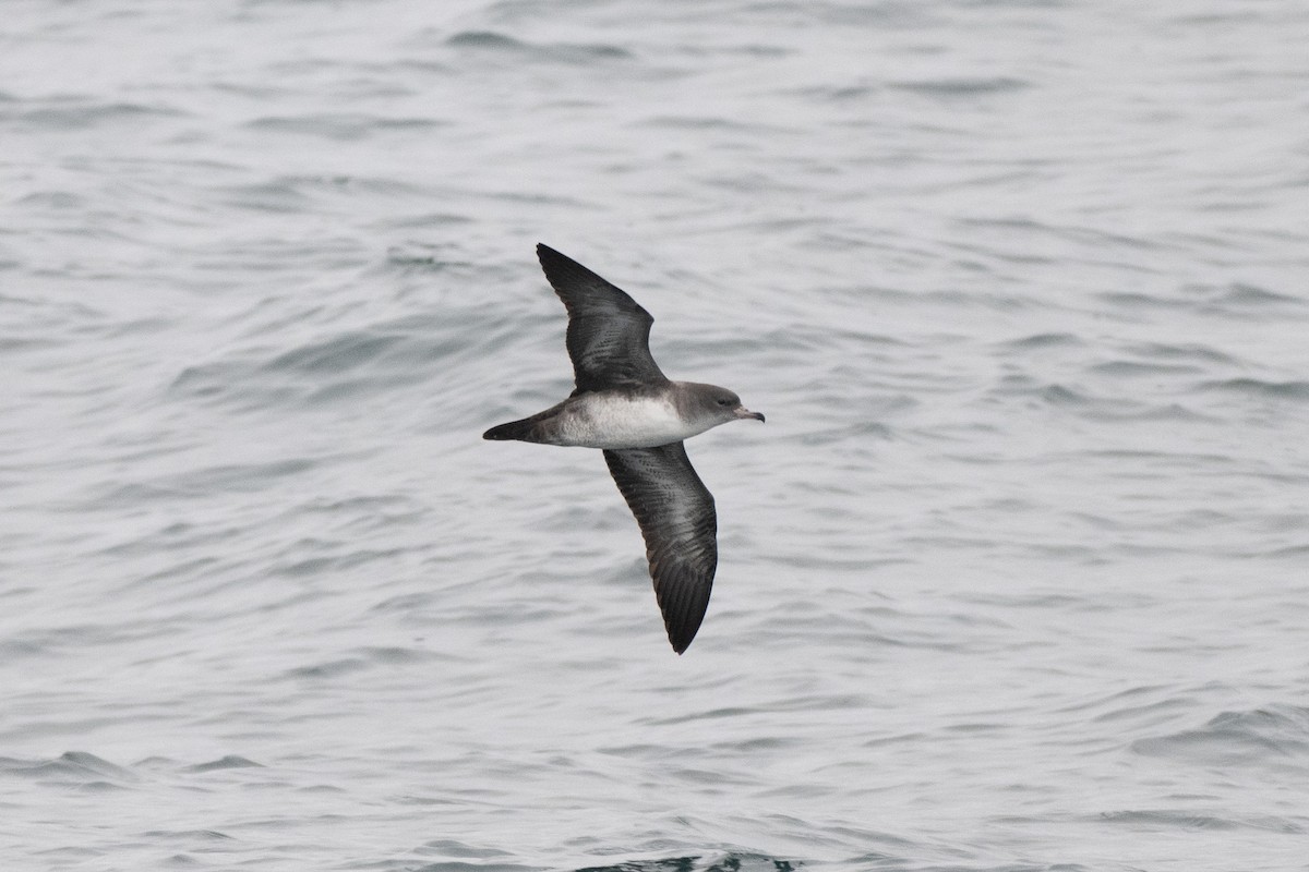 Pink-footed Shearwater - ML645136752