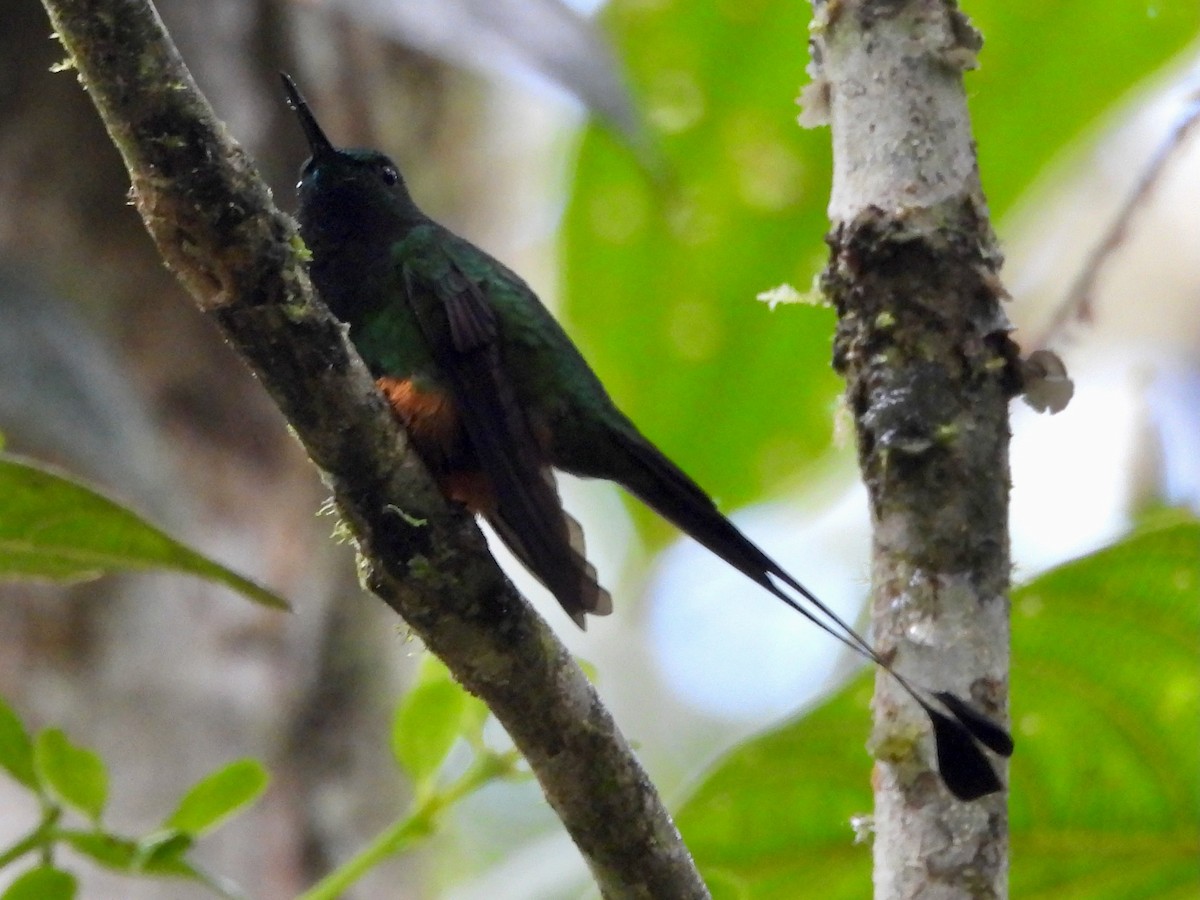 Rufous-booted Racket-tail - ML645136753