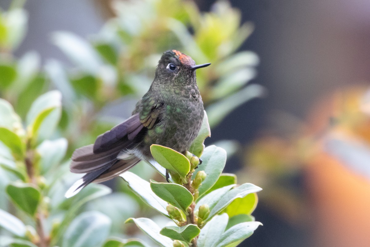 Rainbow-bearded Thornbill - ML645136754