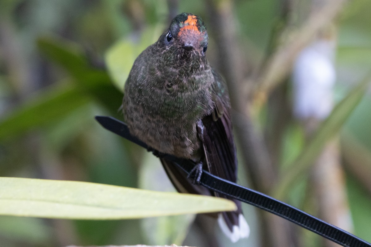 Rainbow-bearded Thornbill - ML645136757