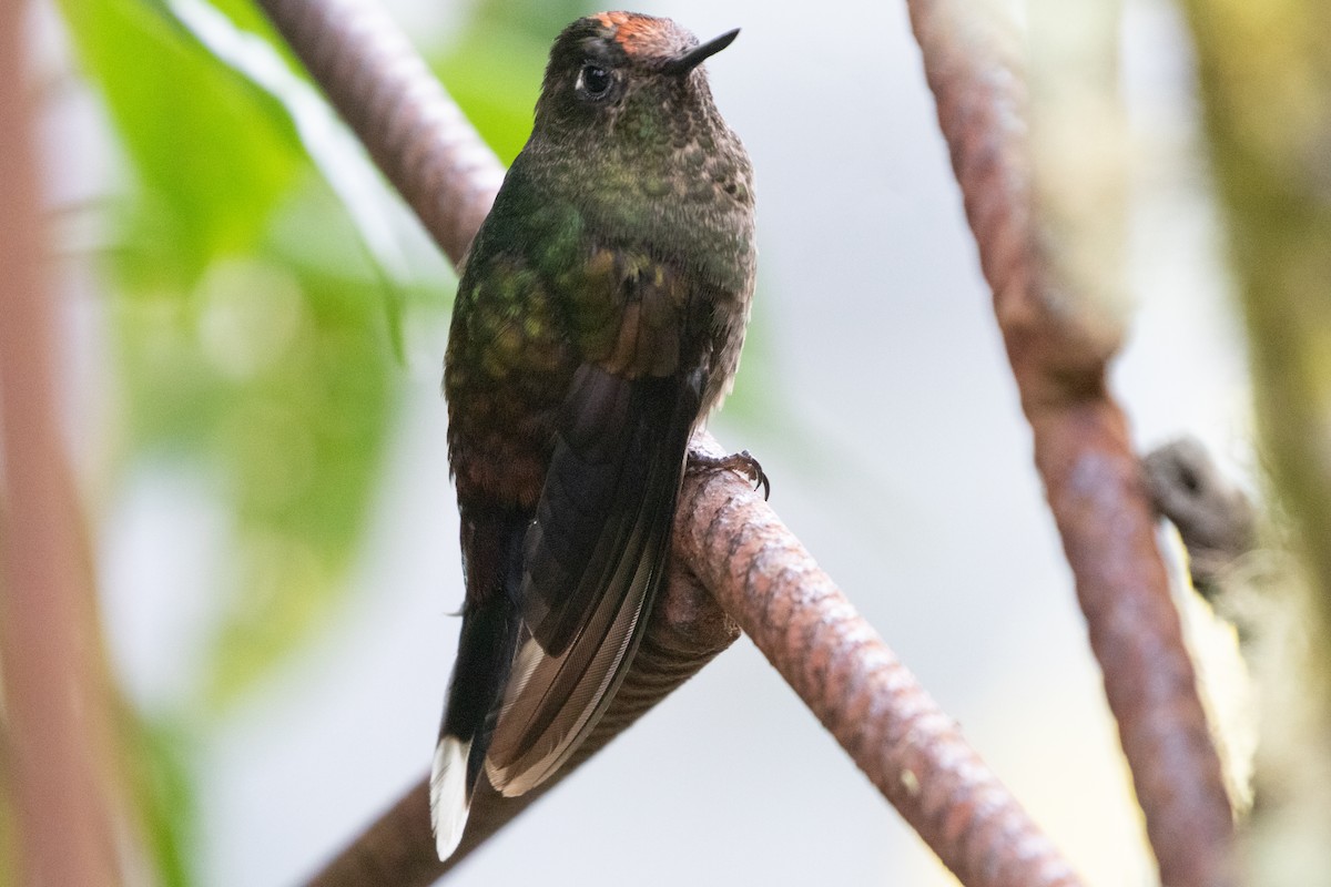 Rainbow-bearded Thornbill - ML645136759