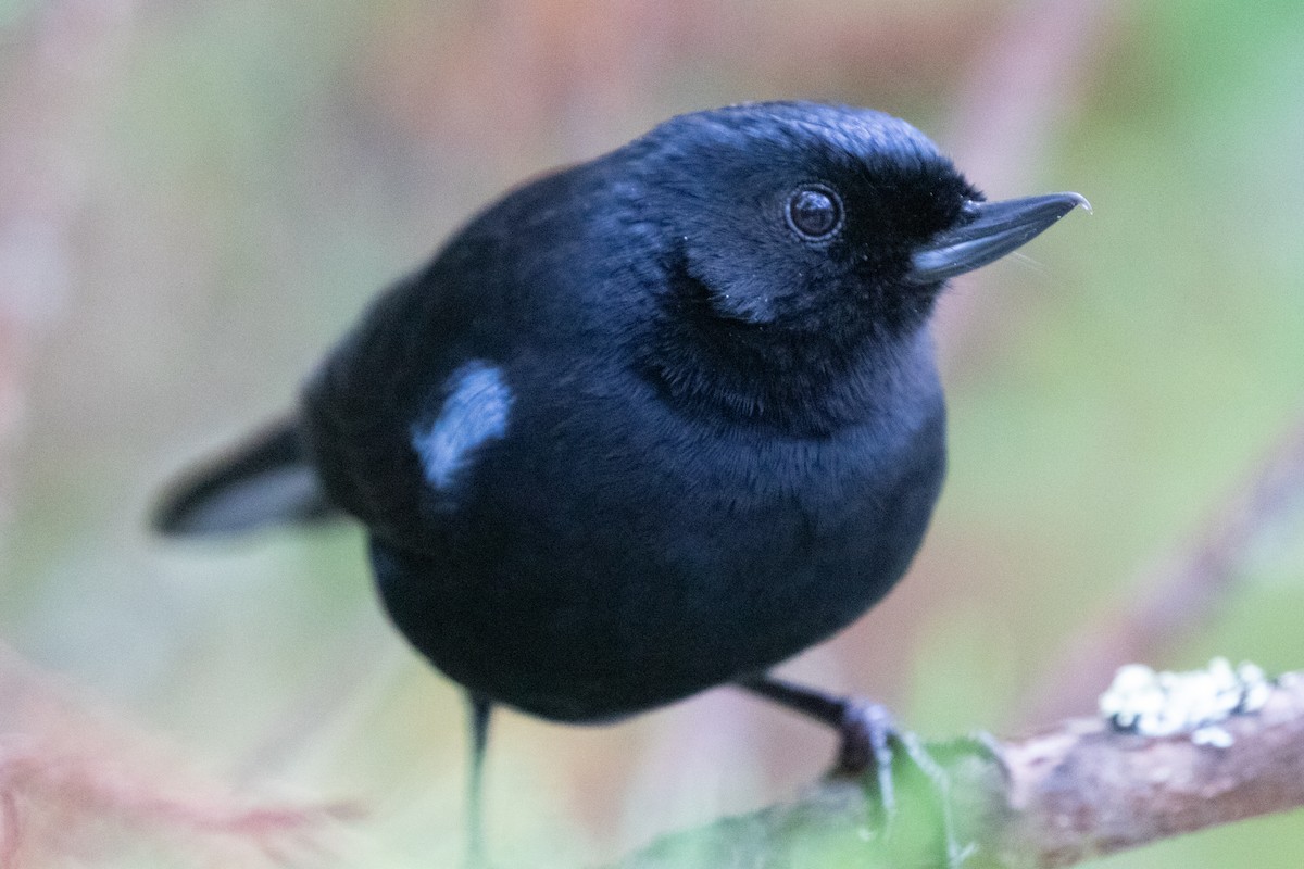 Glossy Flowerpiercer - ML645136762
