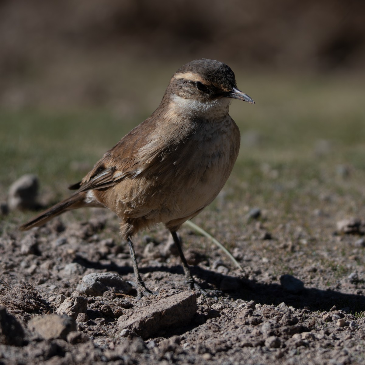 Cream-winged Cinclodes - ML645136765