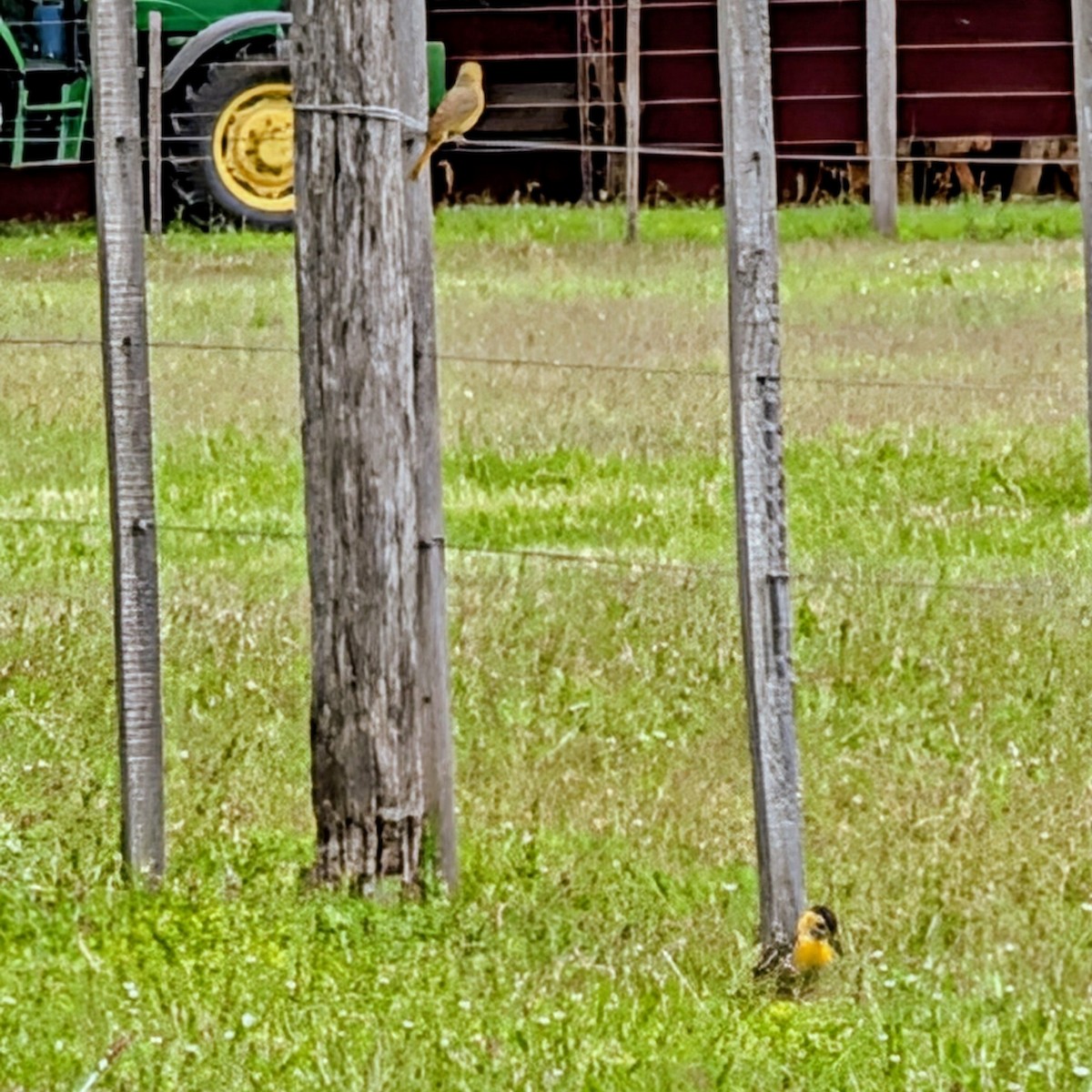 Campo Flicker - ML645136773