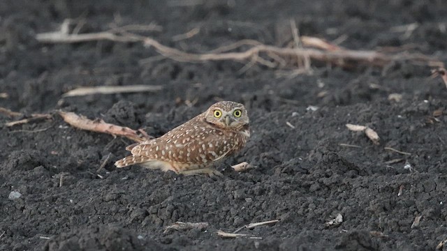 Burrowing Owl - ML645136774