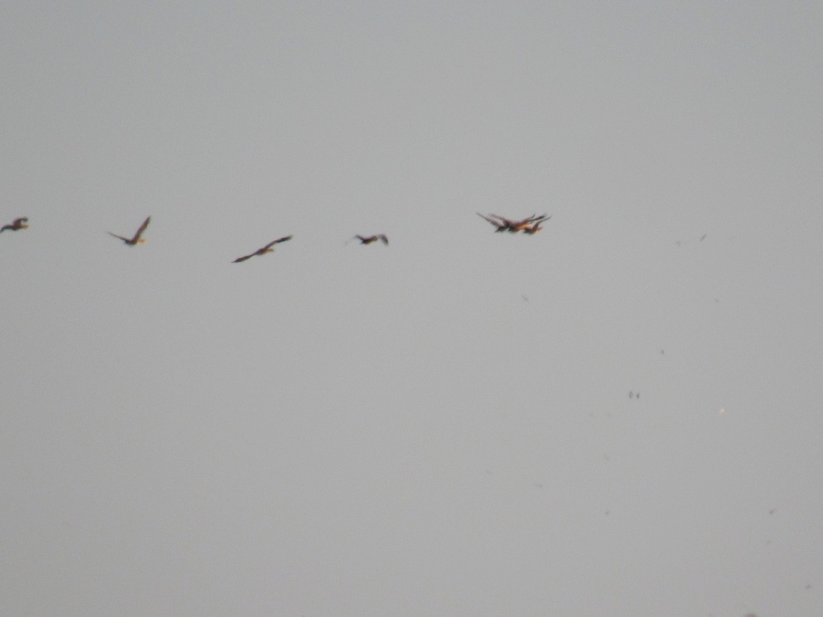 Double-crested Cormorant - ML645136776