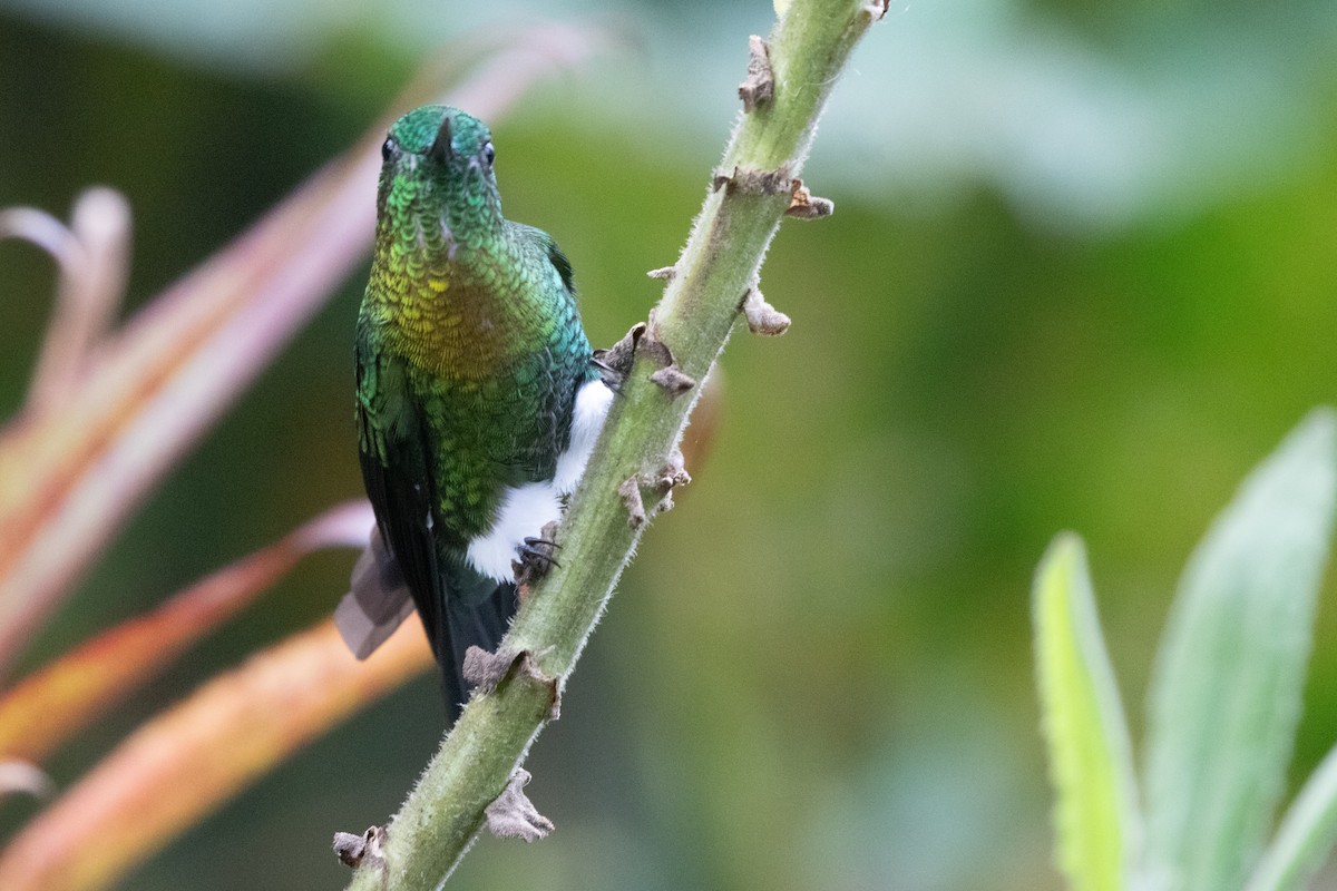 Golden-breasted Puffleg - ML645136777
