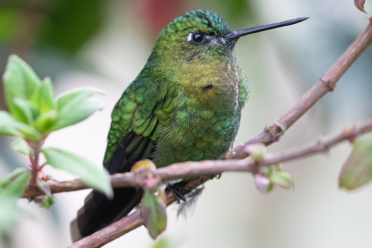 Golden-breasted Puffleg - ML645136778