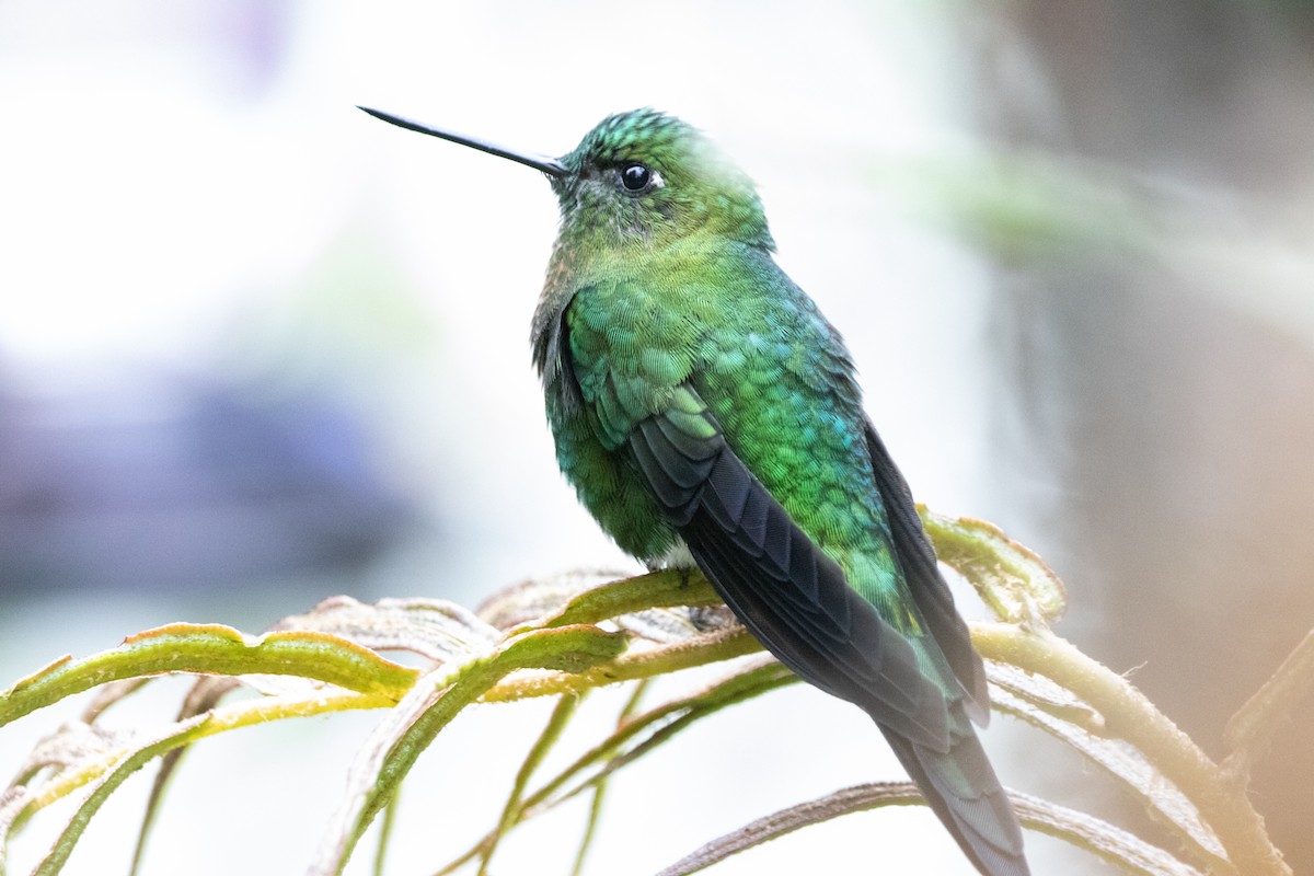 Golden-breasted Puffleg - ML645136779