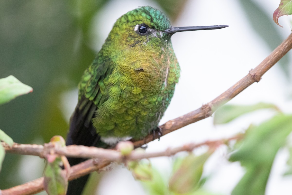 Golden-breasted Puffleg - ML645136780