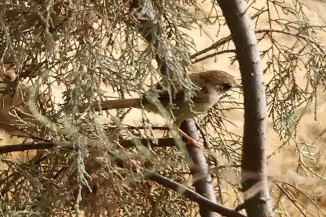 Delicate Prinia - ML645136781