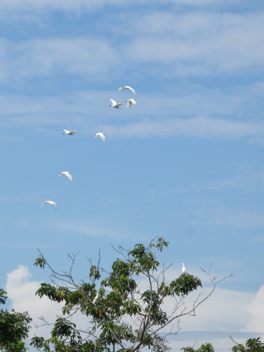 Western Cattle-Egret - ML645136786