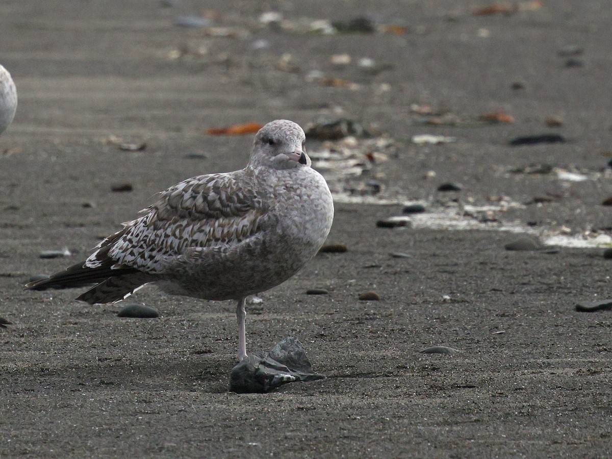 Kalifornienmöwe (californicus) - ML645136795