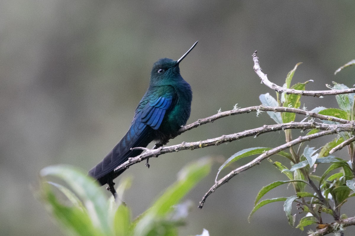 Great Sapphirewing - ML645136809