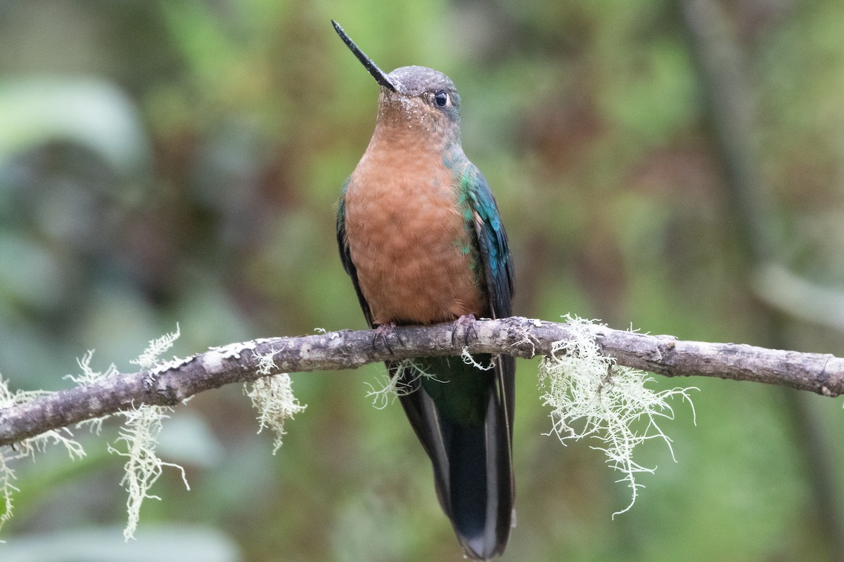 Great Sapphirewing - ML645136811