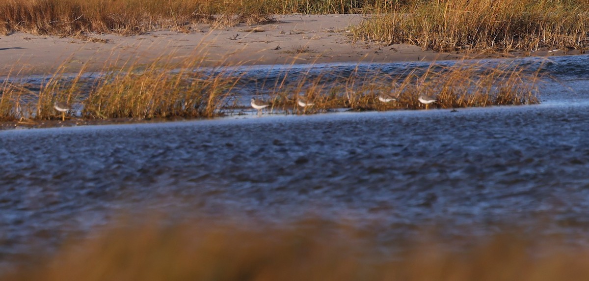 Greater Yellowlegs - ML645136818
