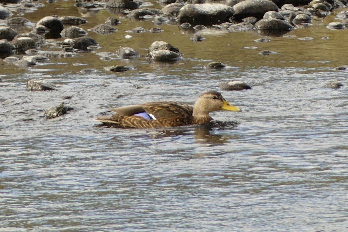 Ahate mexikarra - ML645136823