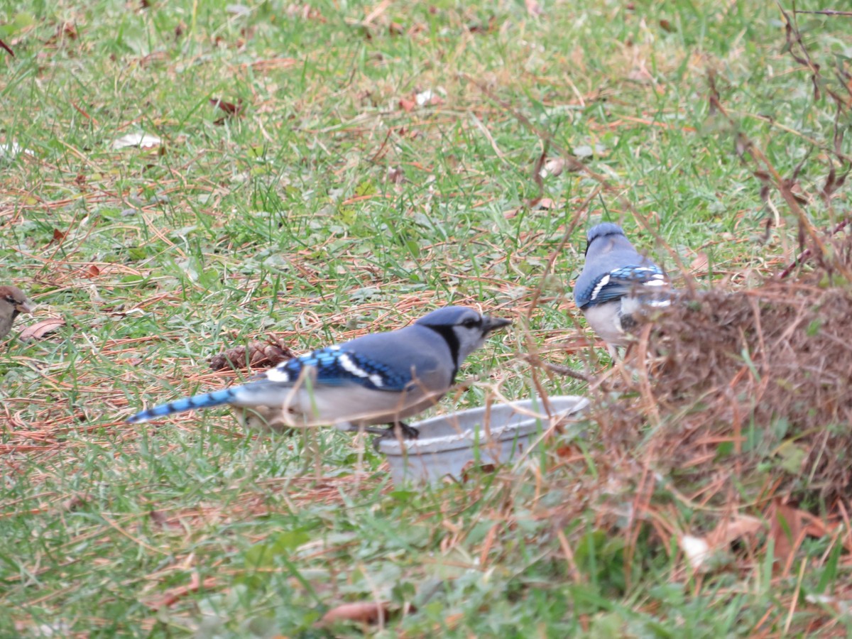 Blue Jay - ML645136862