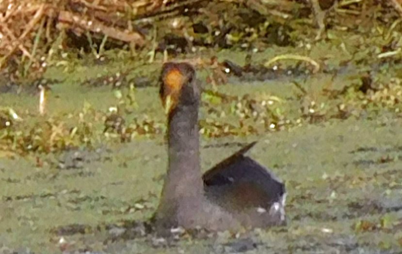 アメリカバン - ML645136864