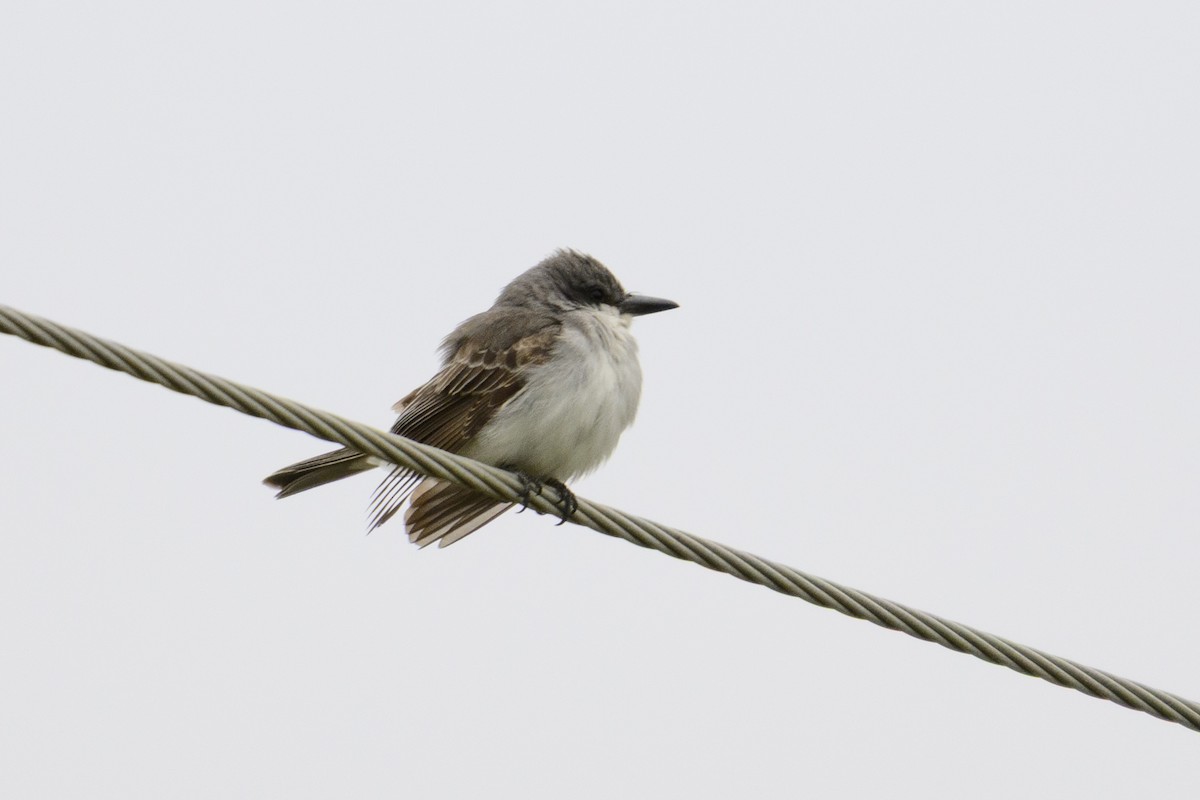 Gray Kingbird - ML645136865