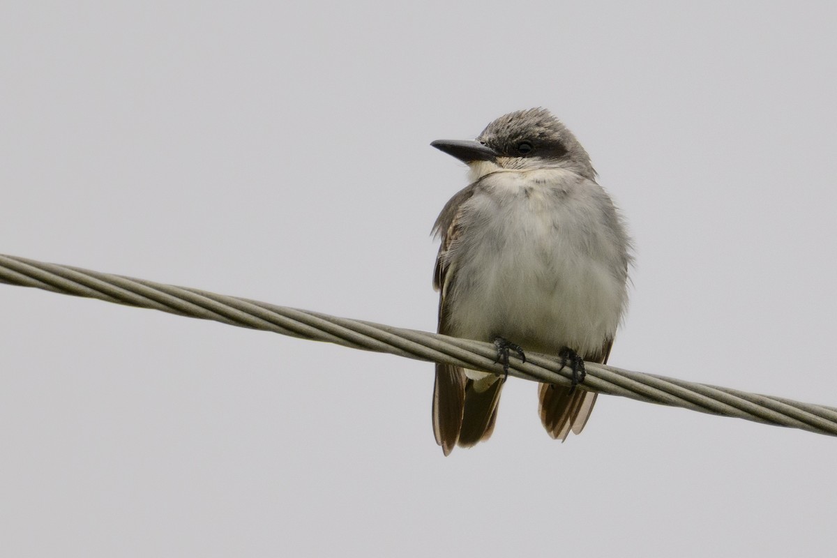 Gray Kingbird - ML645136866