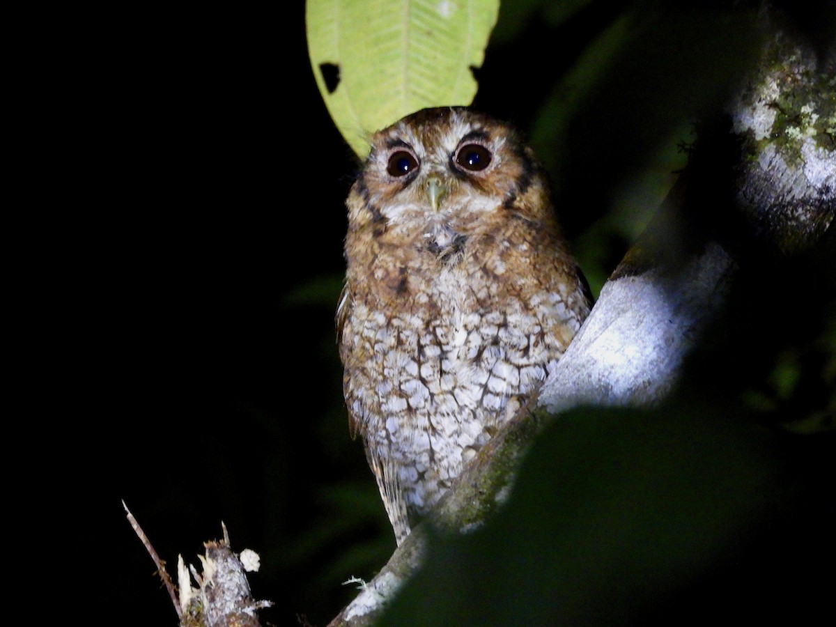 Cloud-forest Screech-Owl - ML645136887