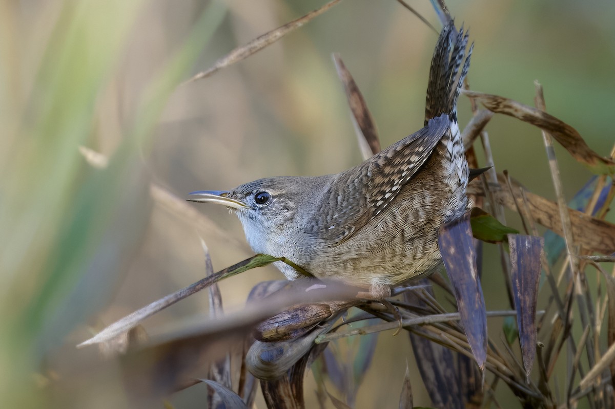 Northern House Wren - ML645136900