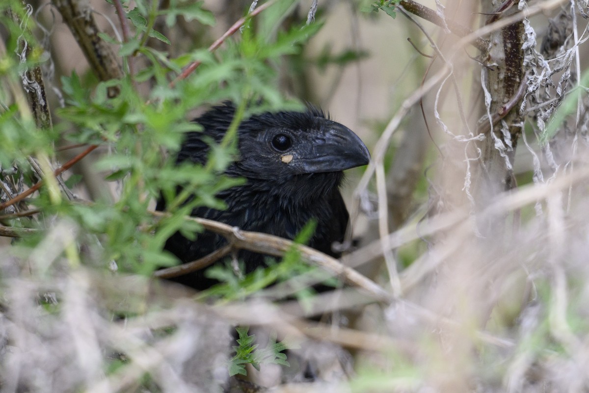 Groove-billed Ani - ML645136903