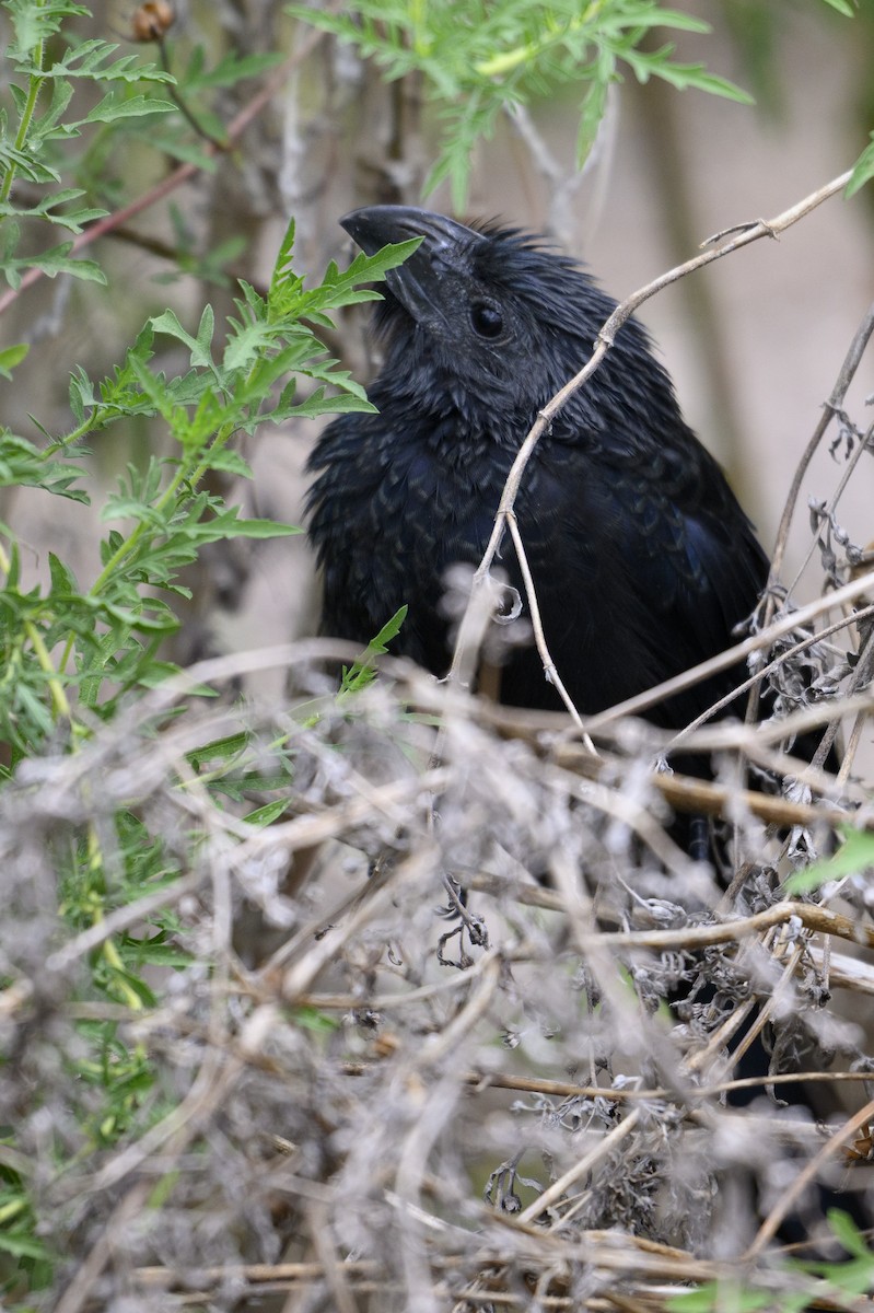Groove-billed Ani - ML645136904
