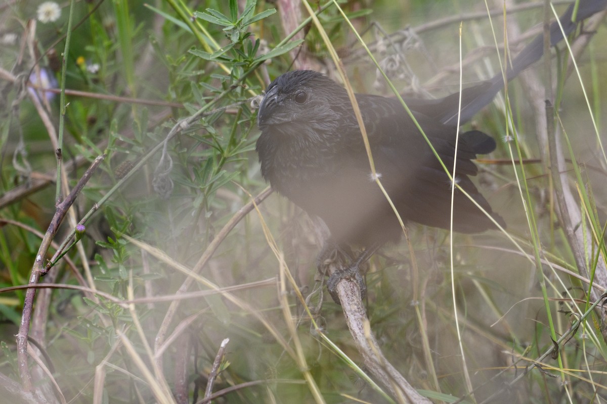 Groove-billed Ani - ML645136905