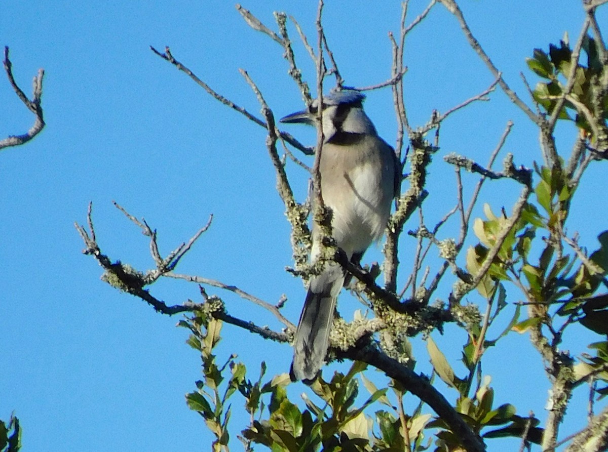 Blue Jay - ML645136932