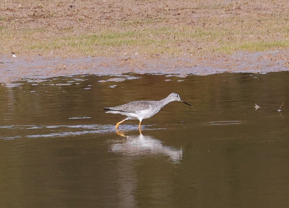 ביצנית צהובת-רגל/עקודה - ML645136941
