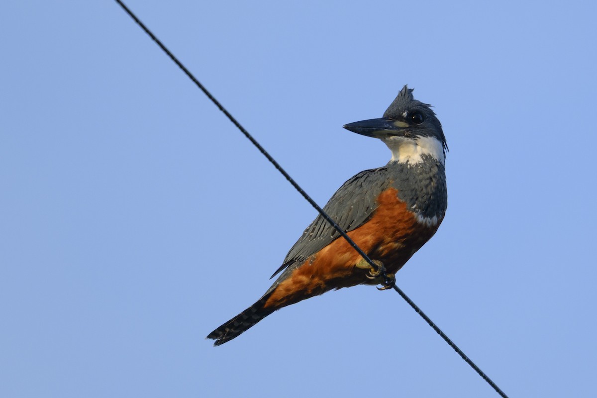 Ringed Kingfisher - ML645136947